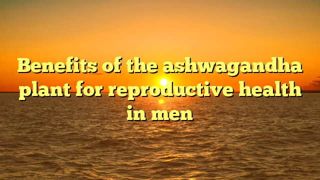 Benefits of the ashwagandha plant for reproductive health in men